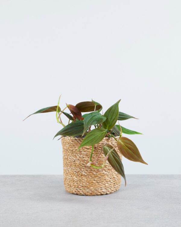 Scandens Micans bezorgen via PLNTS