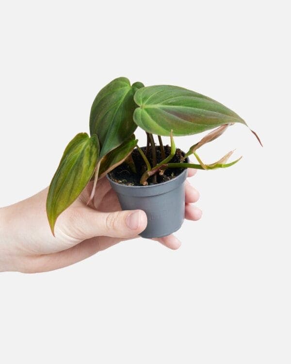 Scandens Micans bezorgen via PLNTS