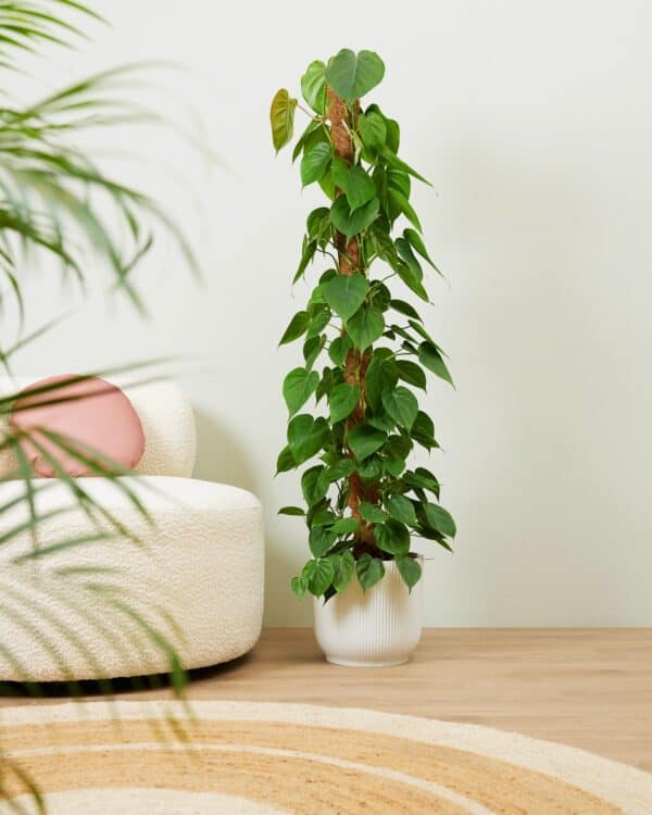 Scandens bezorgen via PLNTS