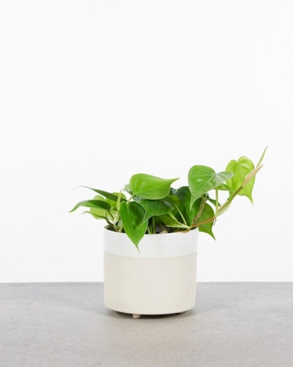 Scandens bezorgen via PLNTS