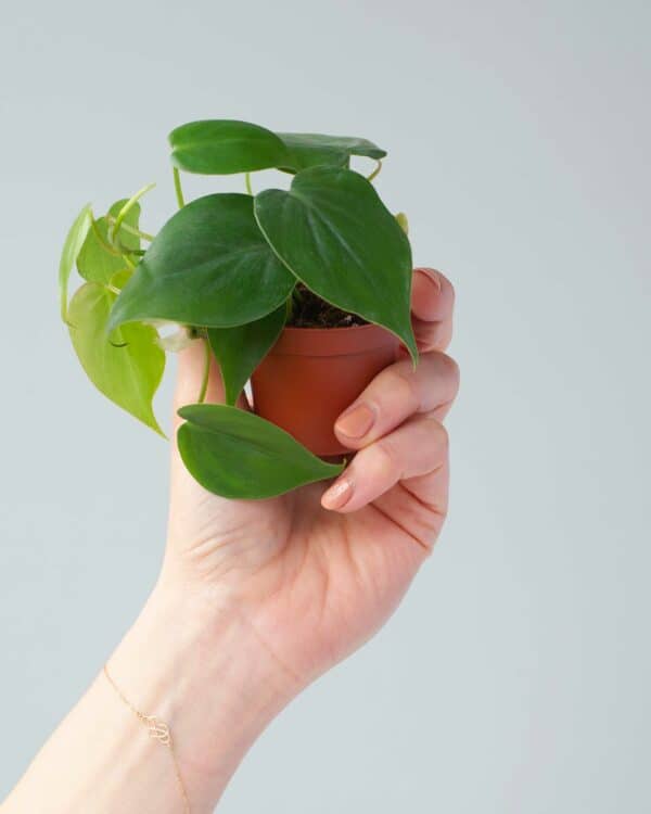 Scandens bezorgen via PLNTS