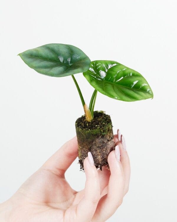 Sinuata bezorgen via PLNTS