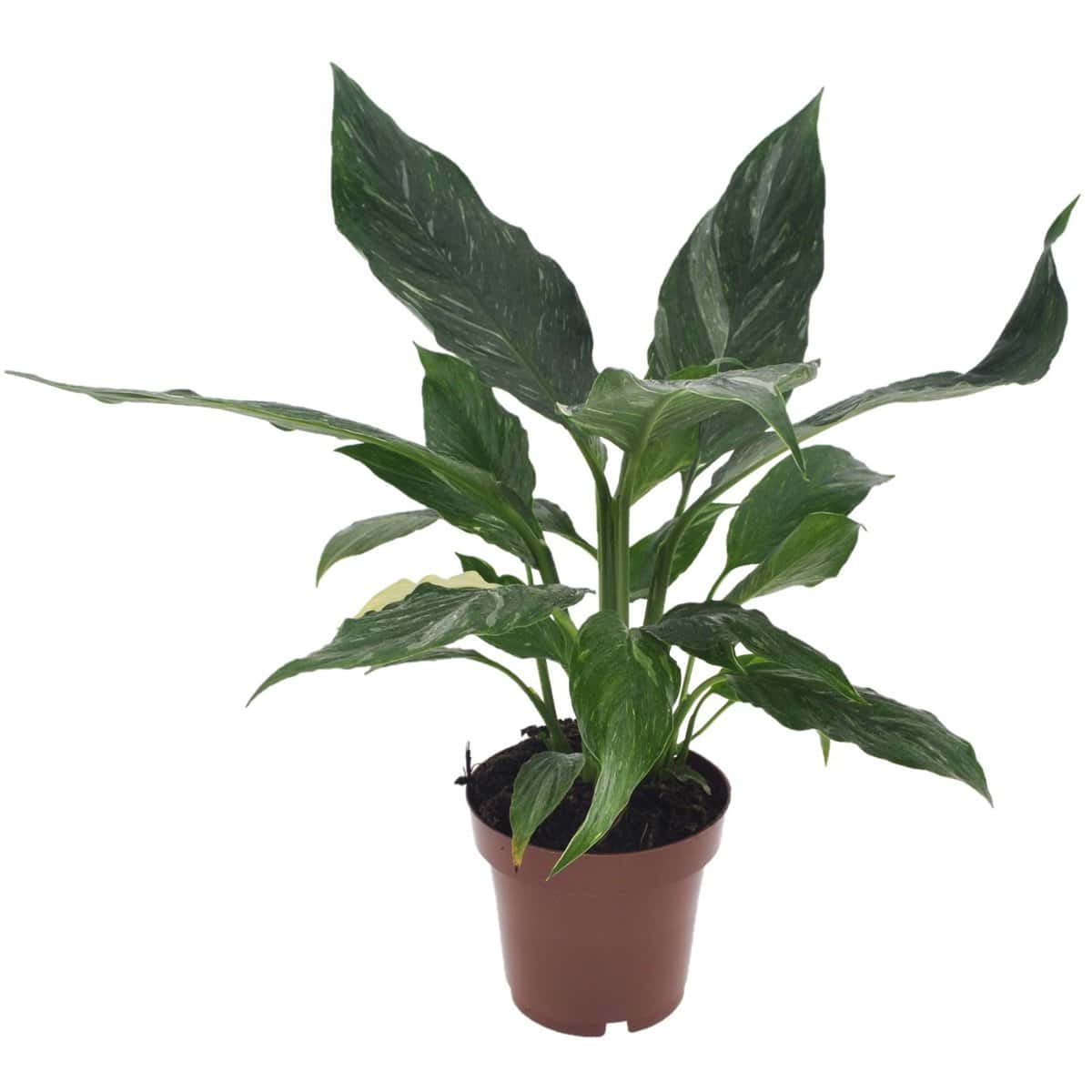 Spathiphyllum Diamond - Luchtzuiverend - Pot 12cm - Hoogte 40-50cm bezorgen via Florastore