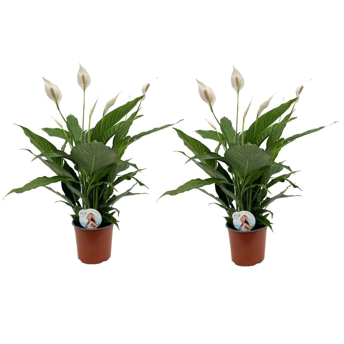 Spathiphyllum Lima - Lepelplant - Set van 2 - Pot 17cm - Hoogte 60-75cm bezorgen via Florastore