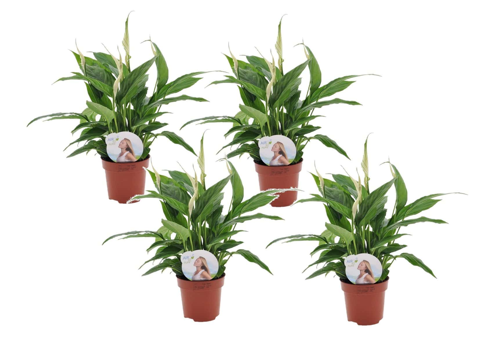 Spathiphyllum'Lepelplant'- Set van 4 - Pot 12cm - Hoogte 30-40cm bezorgen via Florastore