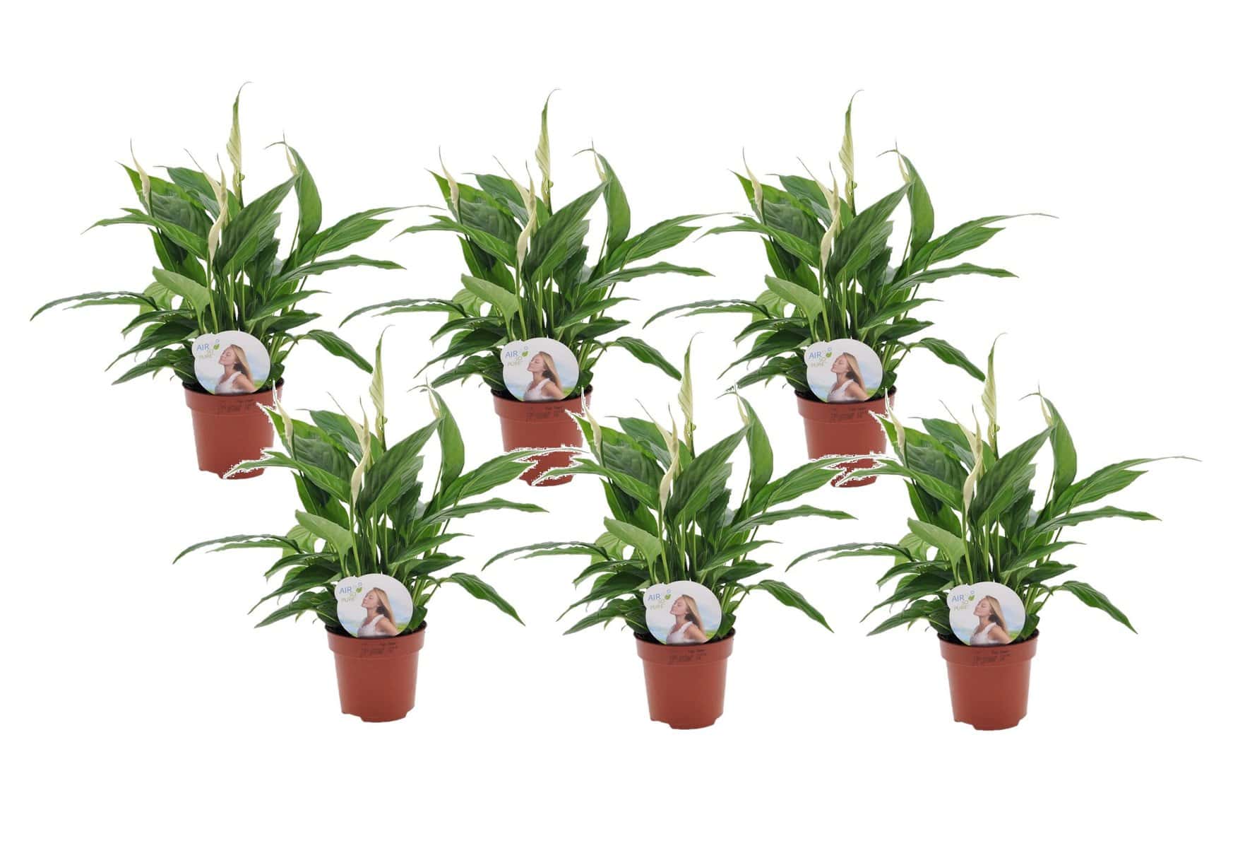 Spathiphyllum'Lepelplant'- Set van 6 - Pot 12cm - Hoogte 30-40cm bezorgen via Florastore