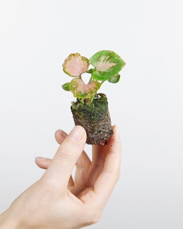 Strawberry bezorgen via PLNTS