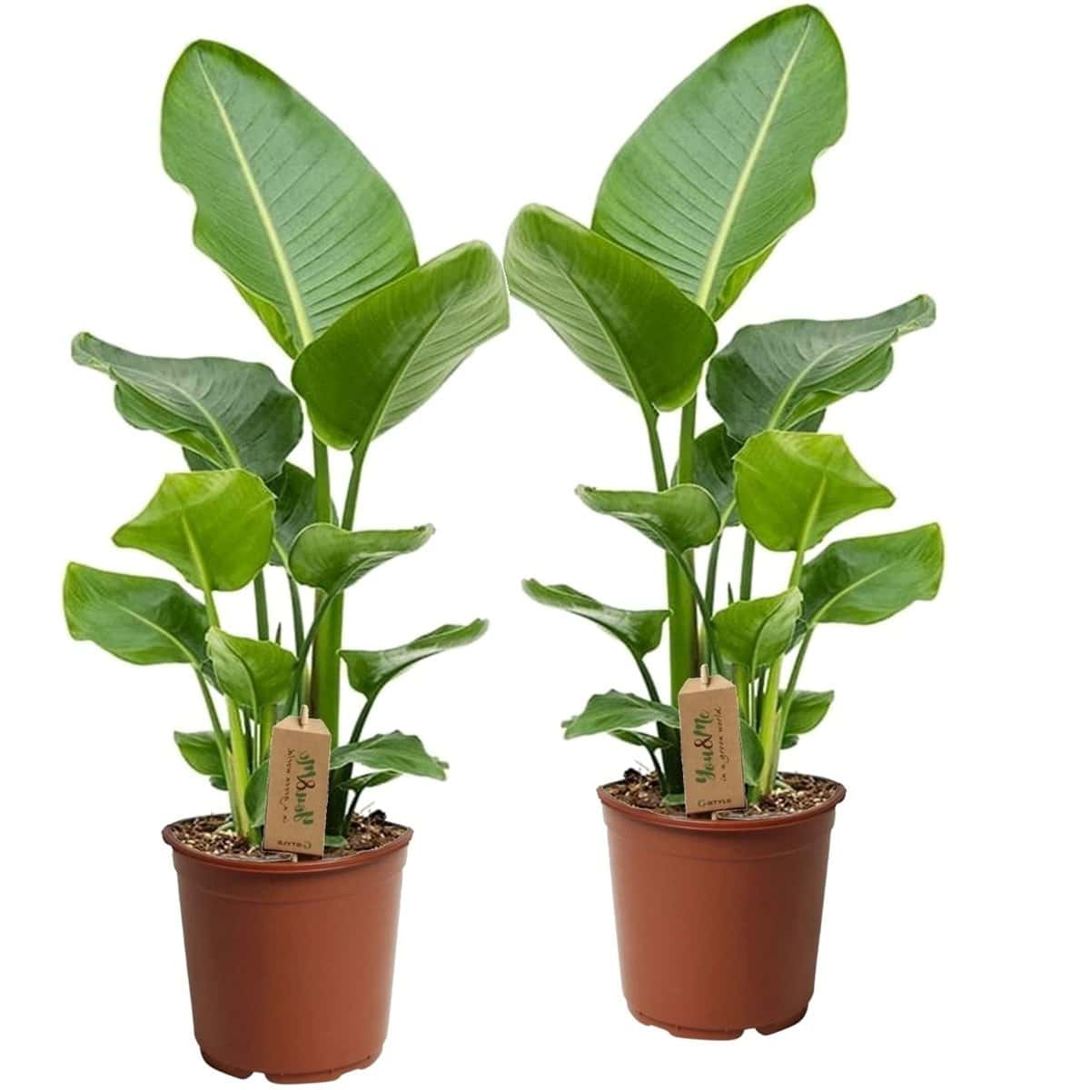 Strelitzia Nicolai - Set van 2 - Groene kamerplant - Pot 17cm - Hoogte 55-70cm bezorgen via Florastore