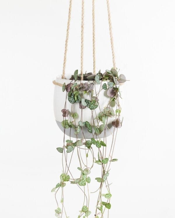 String of Hearts bezorgen via PLNTS