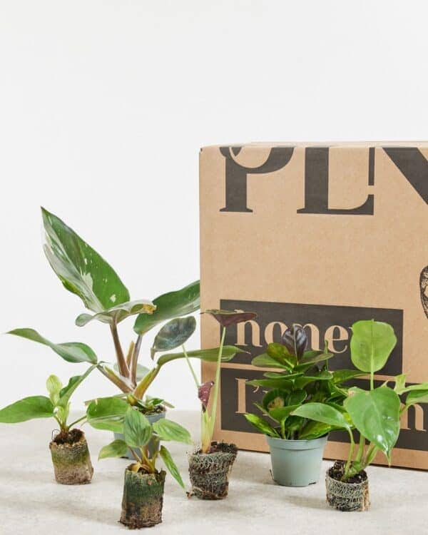 Sustainability box Baby bezorgen via PLNTS