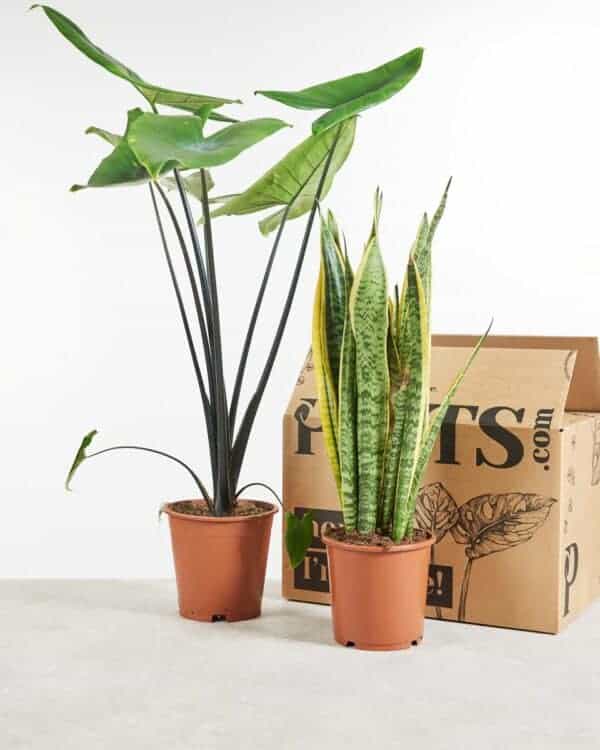 Sustainability box Large bezorgen via PLNTS