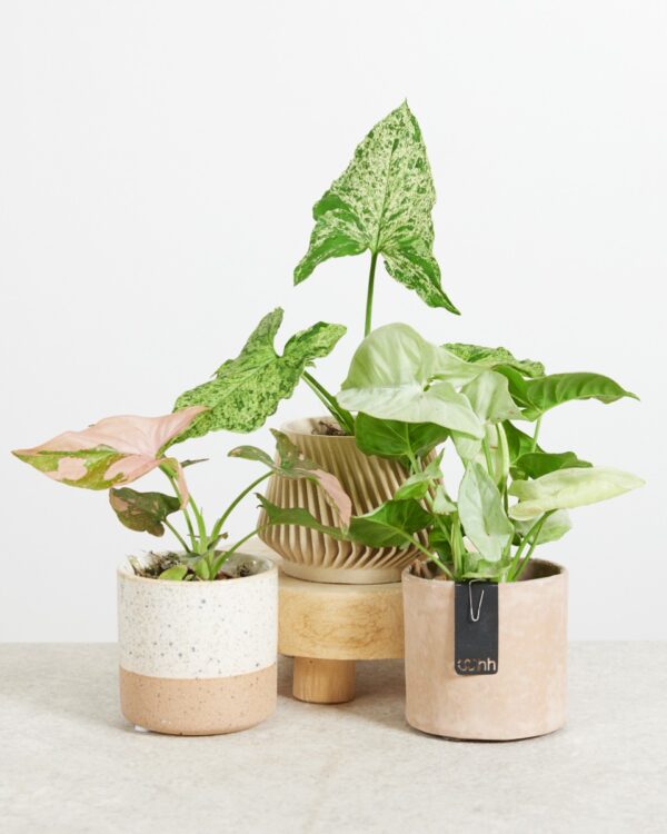 Syngonium Fiesta (set) bezorgen via PLNTS