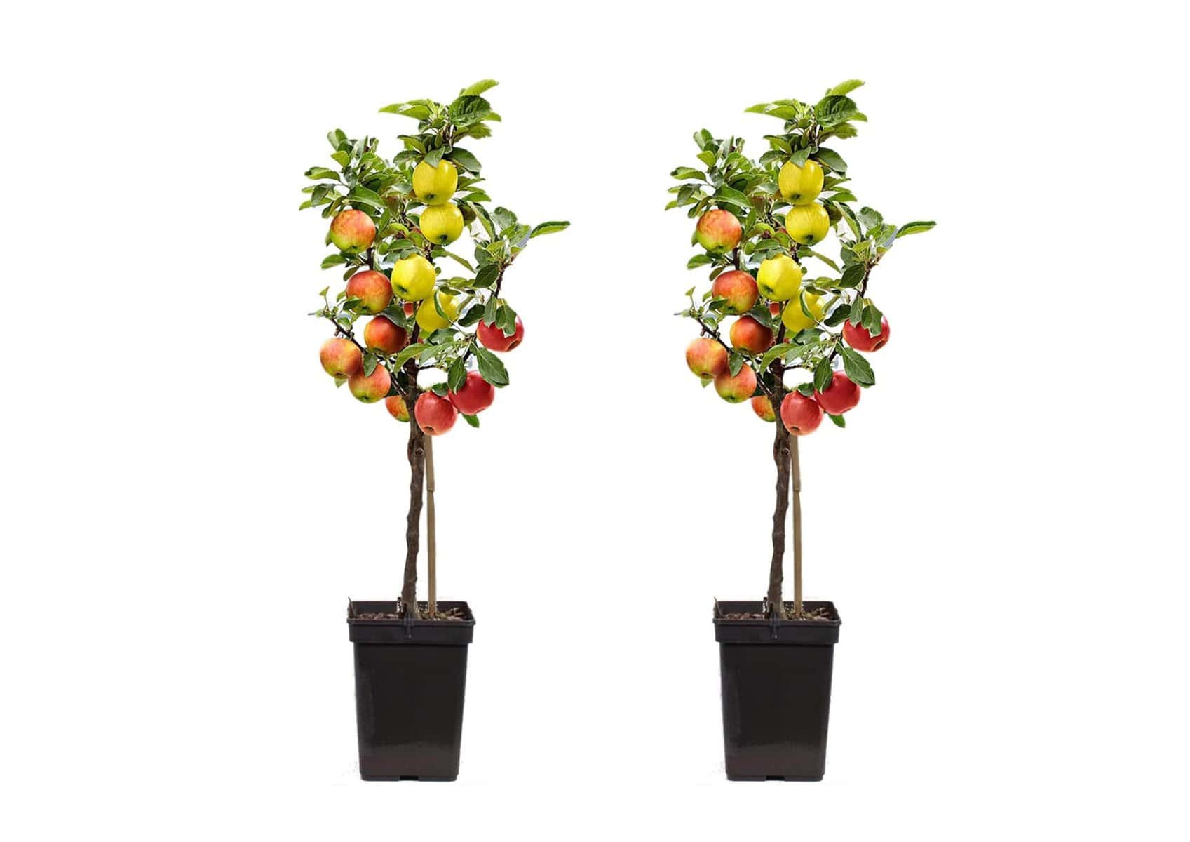TRIO Appelboom - Set van 2 - Malus - Pot 17cm - Hoogte 60-70cm bezorgen via Florastore