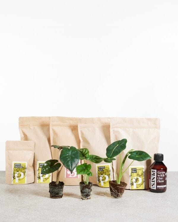 Top Alocasia Stars Set bezorgen via PLNTS