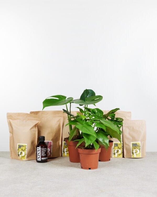 Top Monstera Stars Set bezorgen via PLNTS
