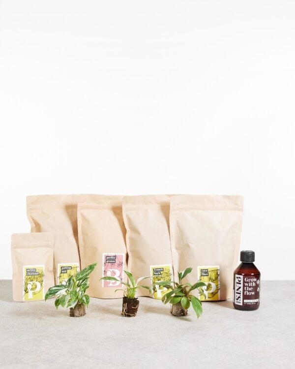 Top Philodendron Stars Set bezorgen via PLNTS