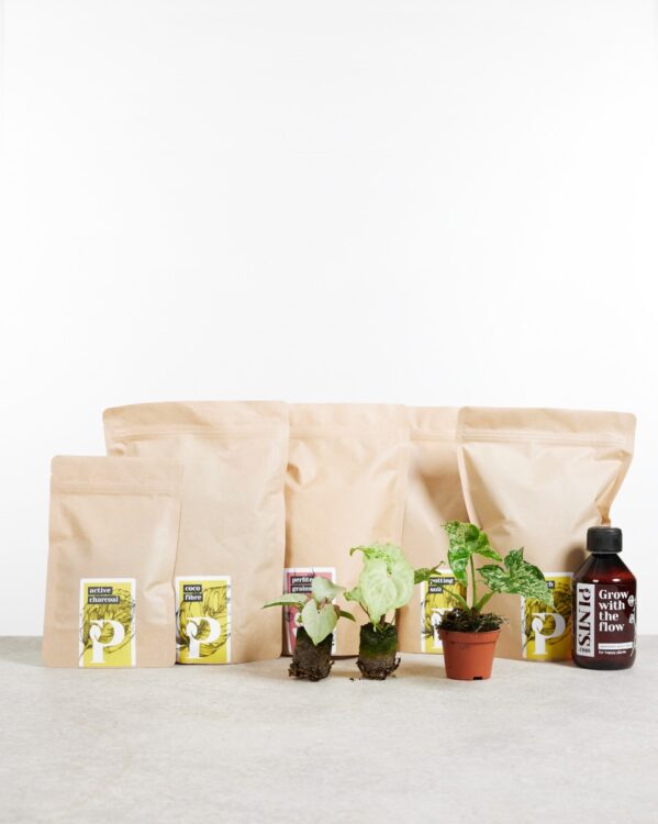 Top Syngonium Stars Set bezorgen via PLNTS