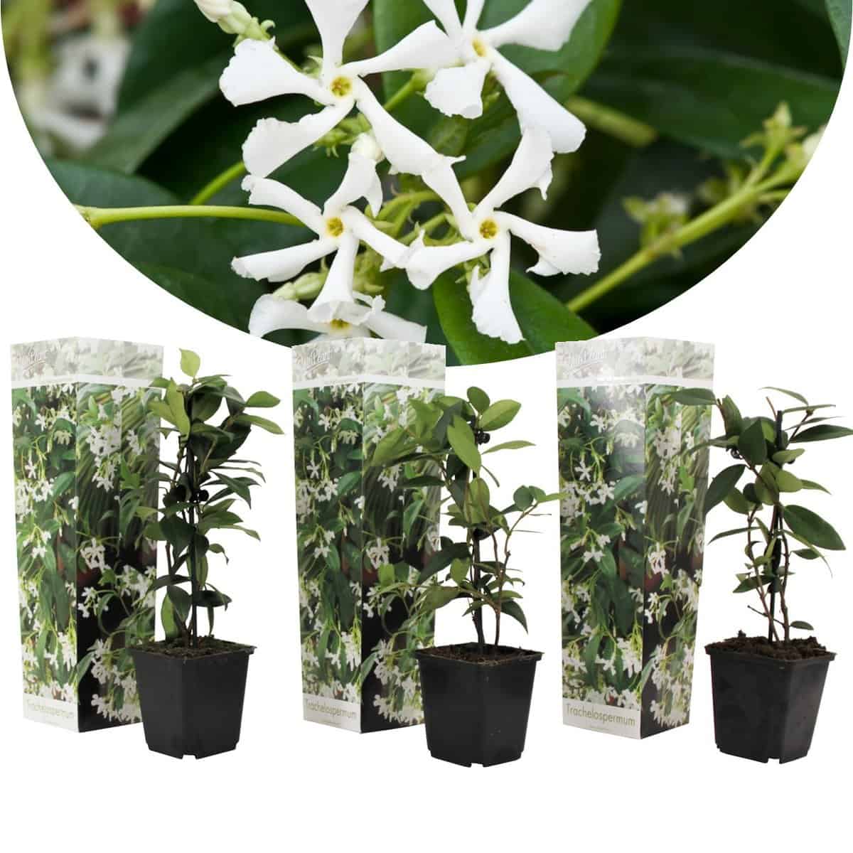 Toscaanse Jasmijn - Set van 3 - Tuinplanten - Wit - Pot 9cm - Hoogte 25-40cm bezorgen via Florastore