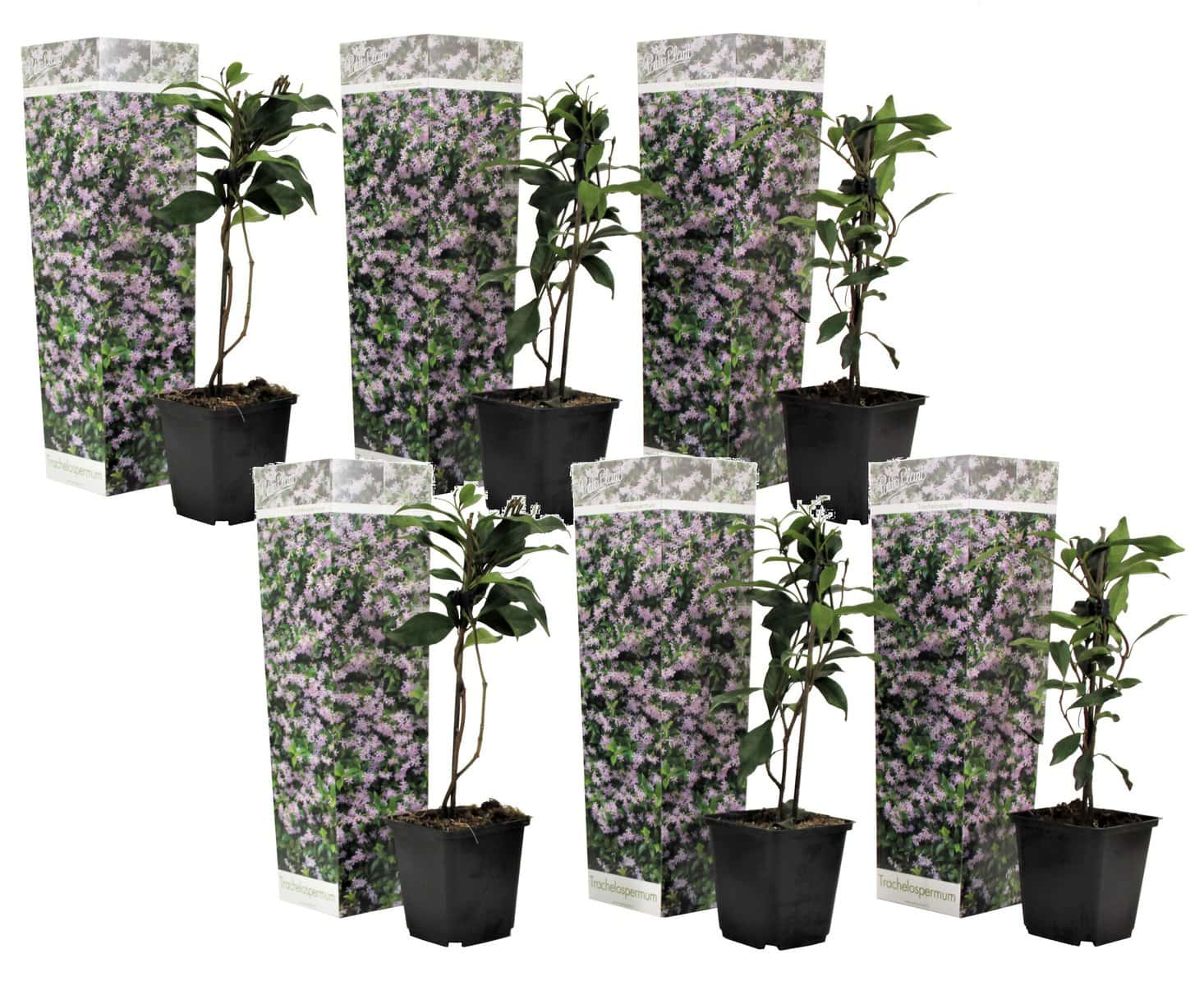 Toscaanse Jasmijn - Set van 6 - Roze - Tuinplanten - Pot 9cm - Hoogte 25-40cm bezorgen via Florastore