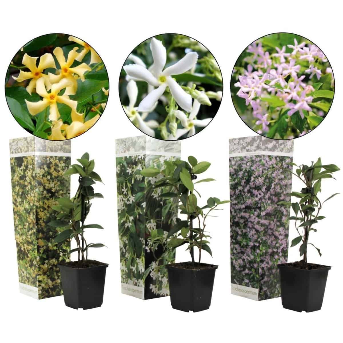 Trachelospernum jasminoïdes - Mix van 3 - Tuinplanten - Pot 9cm - Hoogte 25-40cm bezorgen via Florastore