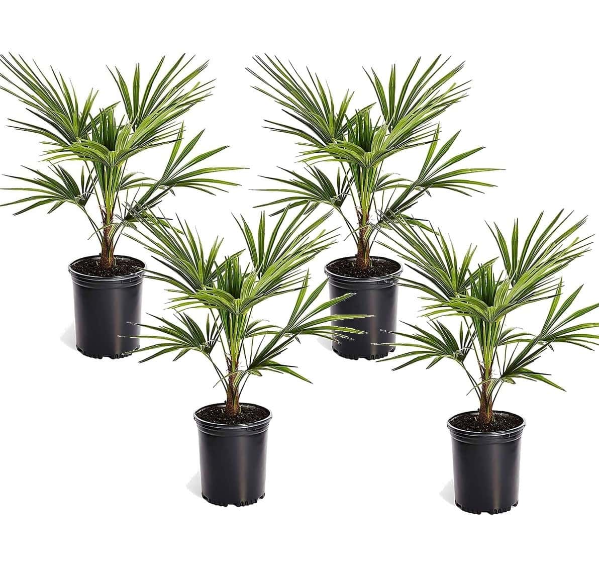 Trachycarpus Fortunei -4x- Waaierpalmboom - Pot 15cm - Hoogte 35-45cm bezorgen via Florastore