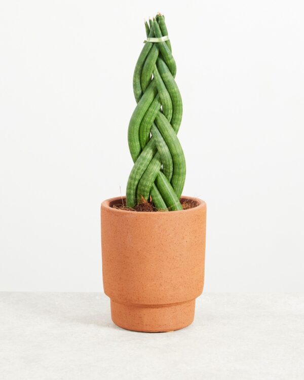 Twister bezorgen via PLNTS