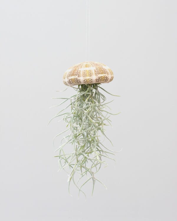 Usneoides Large bezorgen via PLNTS