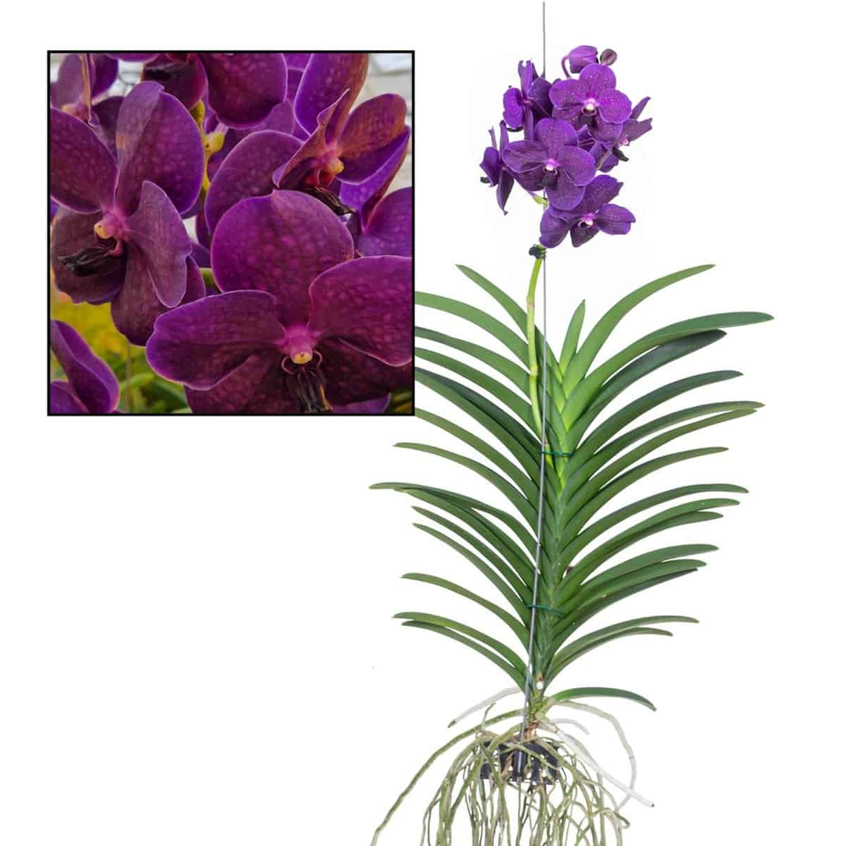 Vanda Velvet Blackberry - Bloeiende Orchidee - Hoogte 80-90cm bezorgen via Florastore