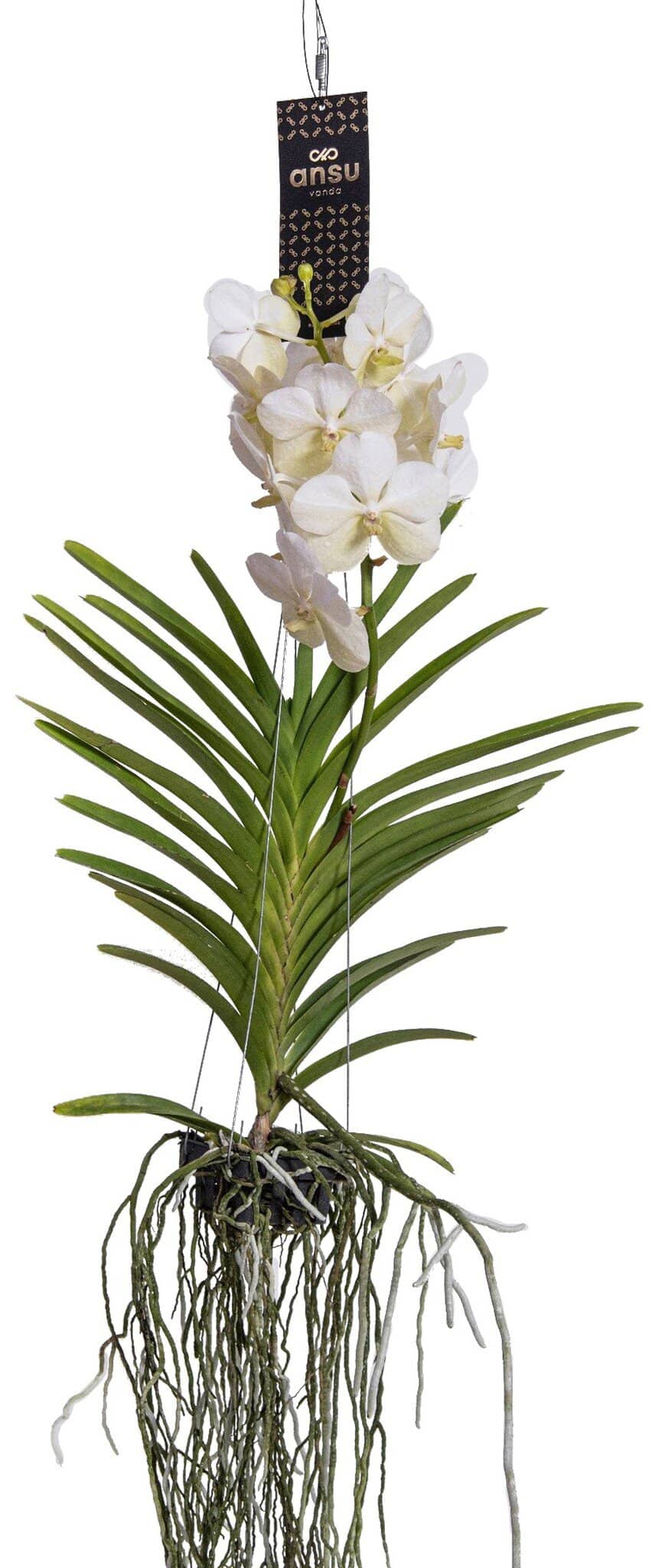 Vanda orchidee - Wit - L bezorgen via Florastore
