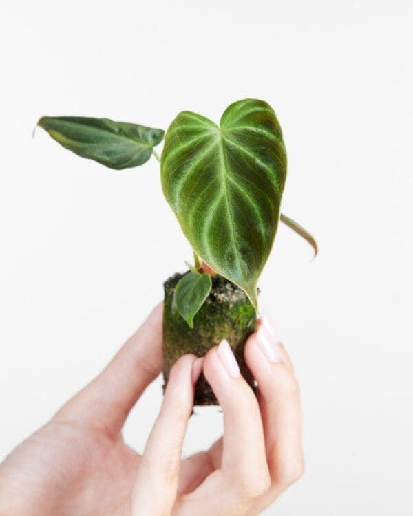 Verrucosum bezorgen via PLNTS