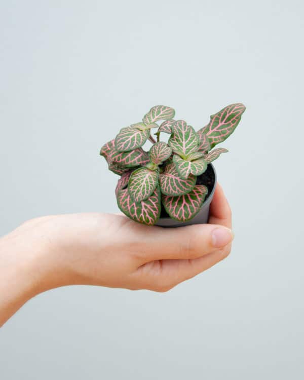 Verschaffeltii Pink Forest Flame bezorgen via PLNTS