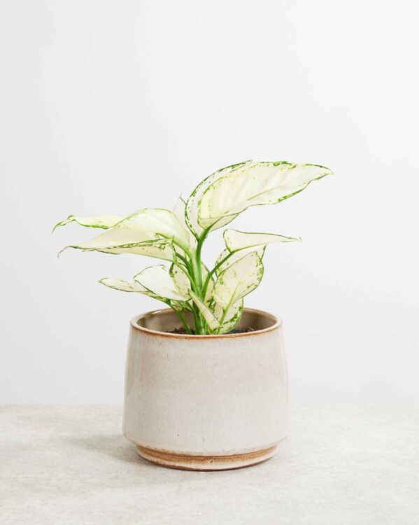 White Joy bezorgen via PLNTS
