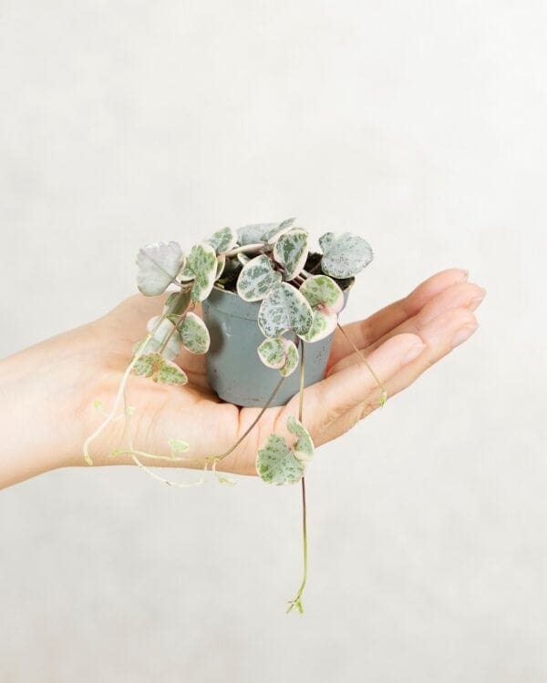 Woodii Variegata bezorgen via PLNTS