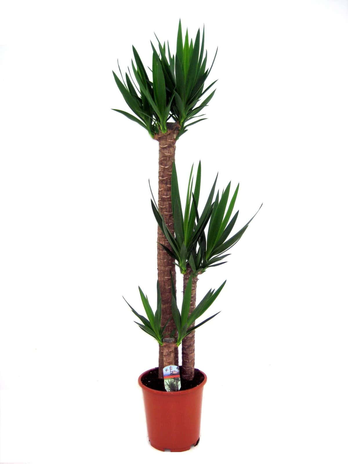 Yucca Elephantipes - Kamerpalm - Pot 27cm - Hoogte 150-170cm bezorgen via Florastore