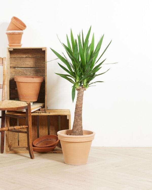 Yucca bezorgen via PLNTS
