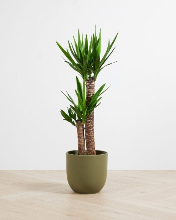 Yucca bezorgen via PLNTS