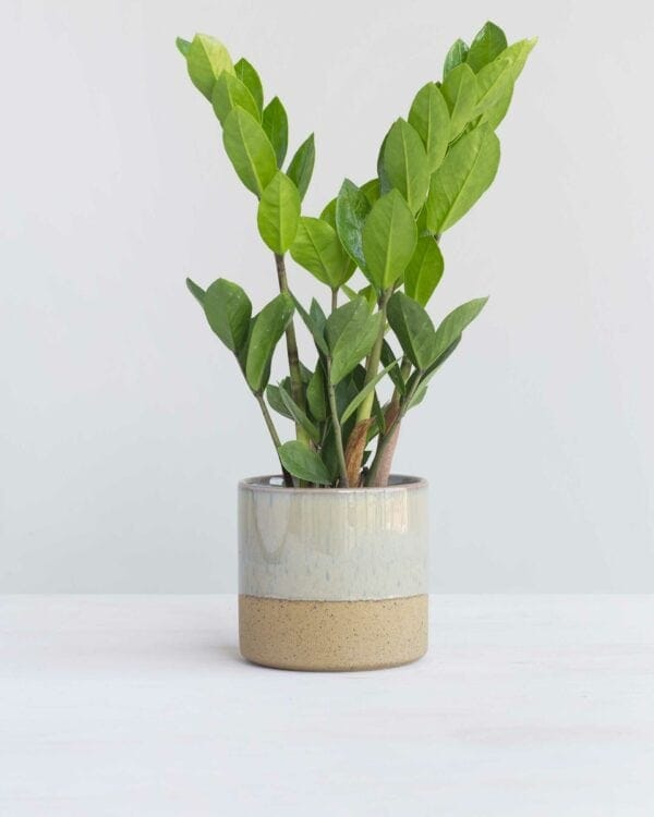 Zamiifolia bezorgen via PLNTS