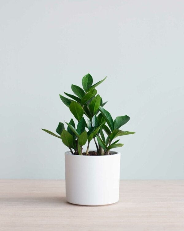 Zamiifolia bezorgen via PLNTS