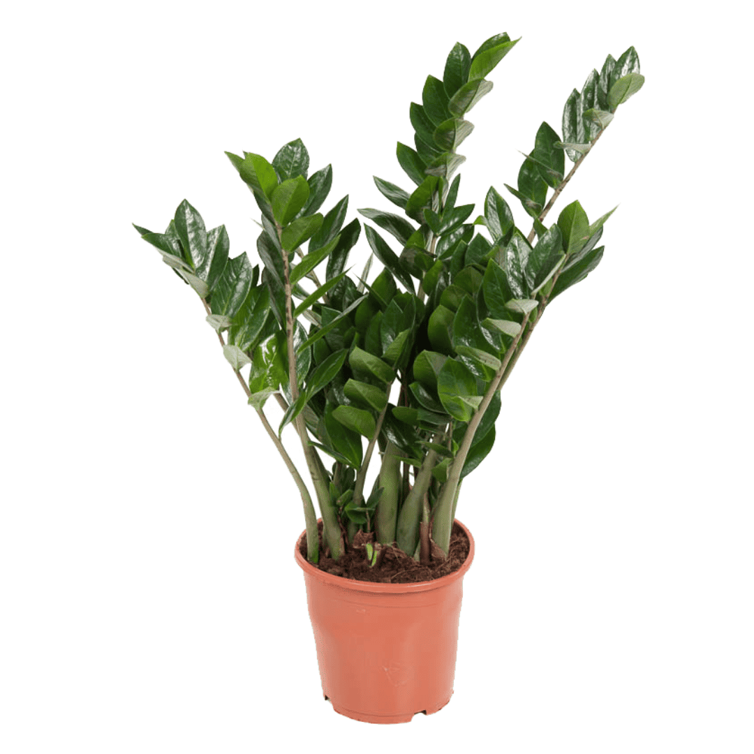 Zamioculcas Emerald - ZZ plant - Pot 21cm - Hoogte 70-80cm bezorgen via Florastore