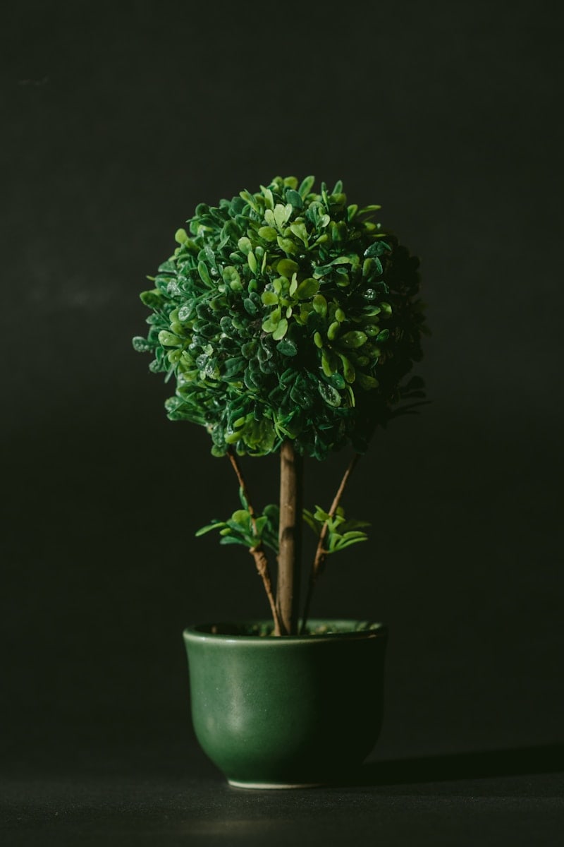 green leafed bonsai tree against black background