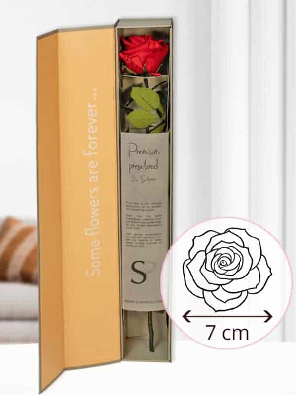 Rode premium long life roos in geschenkdoos bezorgen