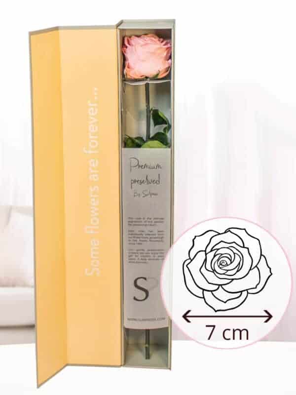 Zachtroze premium long life roos in geschenkdoos bezorgen