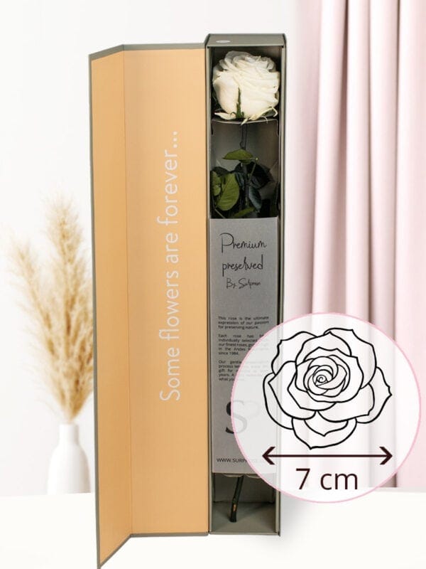 Witte premium long life roos in geschenkdoos bezorgen