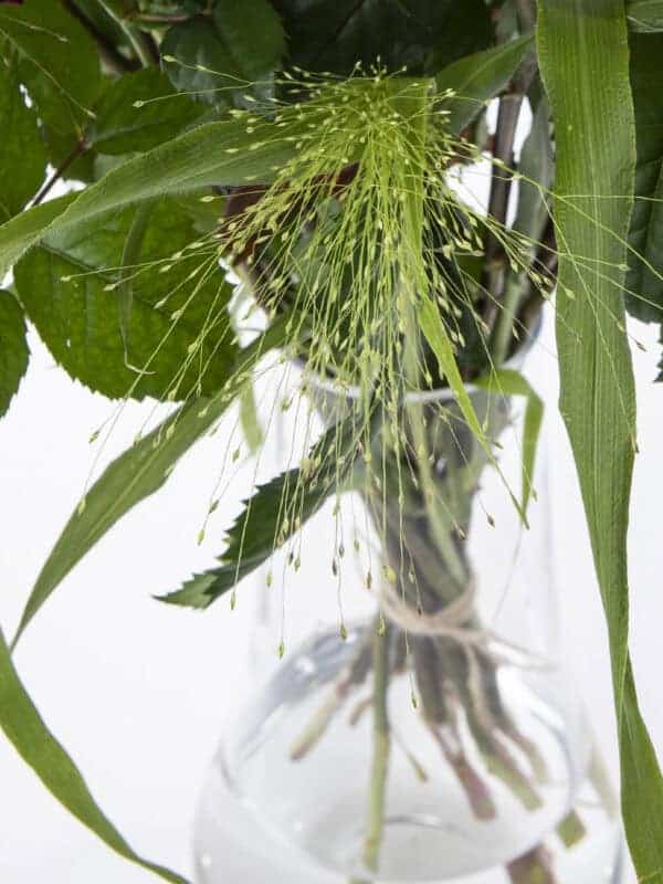 Voeg panicum toe aan je boeket bezorgen