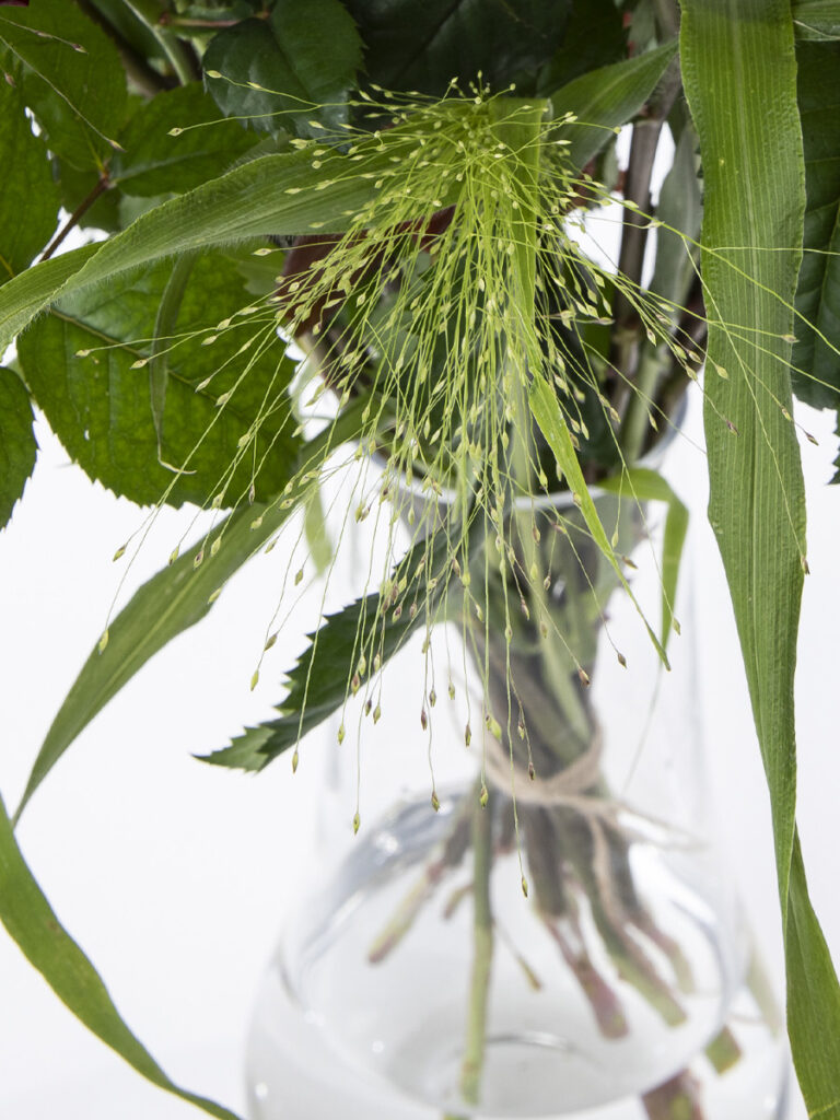 Voeg panicum toe aan je boeket bezorgen