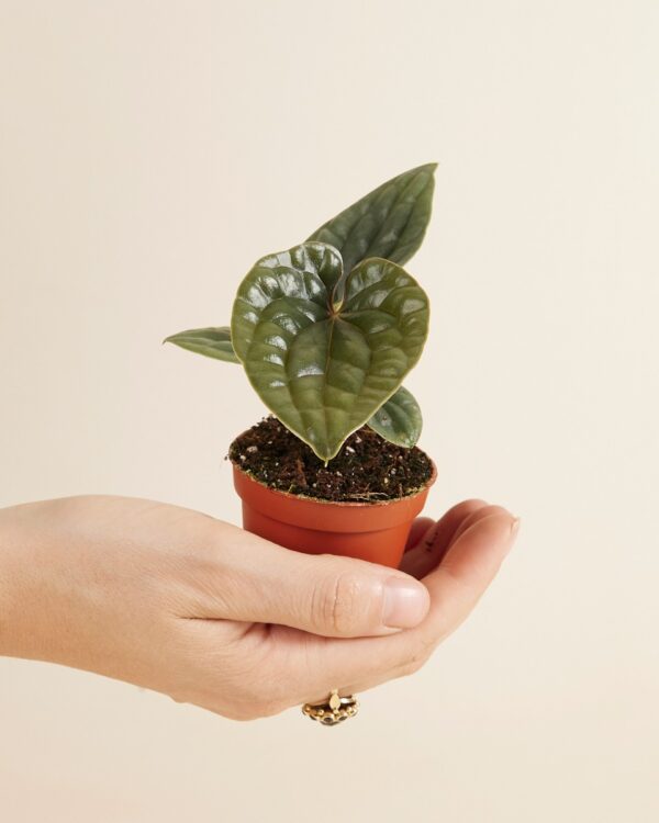 Luxurians x Radicans bezorgen via PLNTS