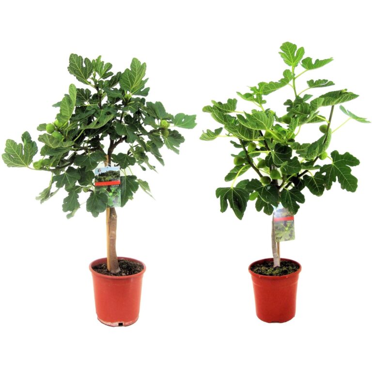 Ficus Carica - Set van 2 fruitbomen - Pot 21cm - Hoogte 70-90cm bezorgen via Florastore