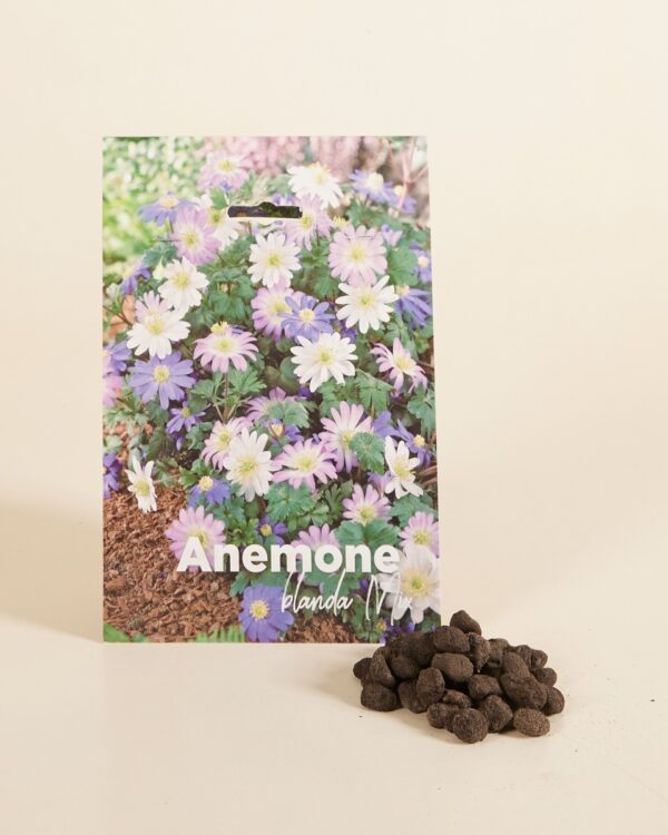 Bloembollen - Anemone Blanda mix bezorgen via PLNTS