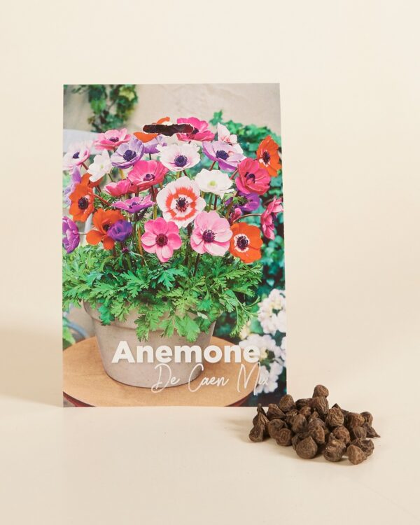 Bloembollen - Anemone de Caen mix bezorgen via PLNTS