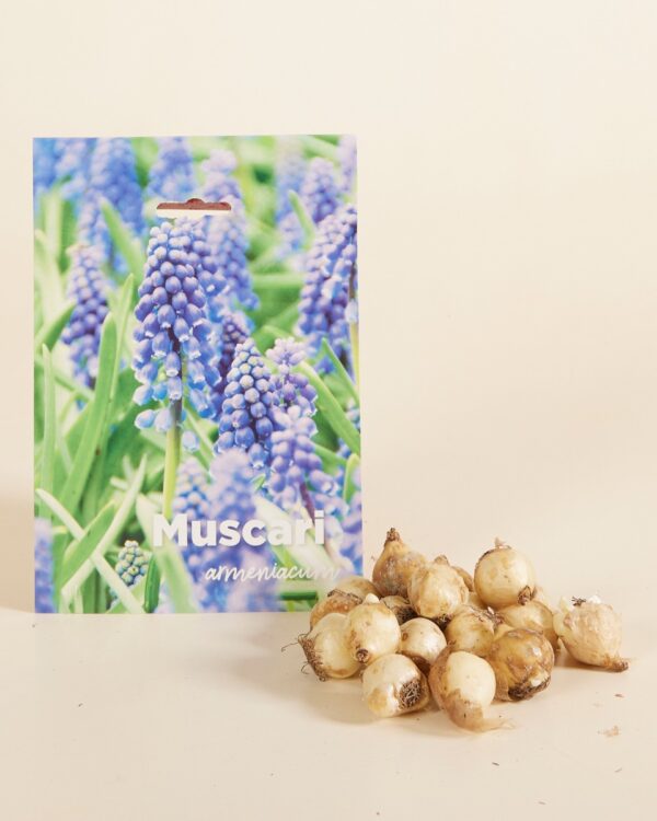 Bloembollen - Muscari Armeniacum bezorgen via PLNTS